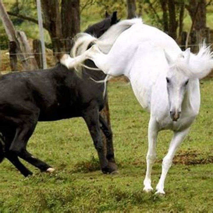 How do you stop a foal from kicking?