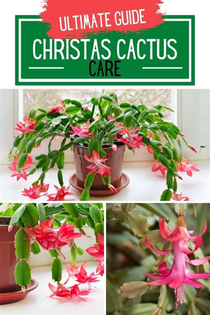 How do you take care of a Christmas cactus in Florida?
