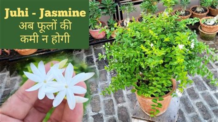 How do you take care of a Juhi plant?