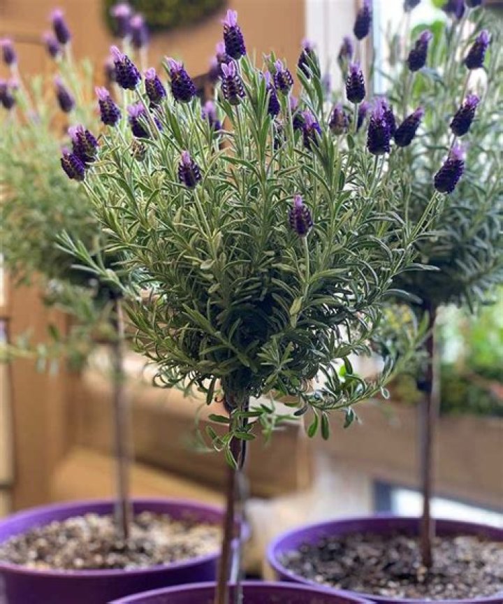 How do you take care of a Spanish Lavender Topiary?