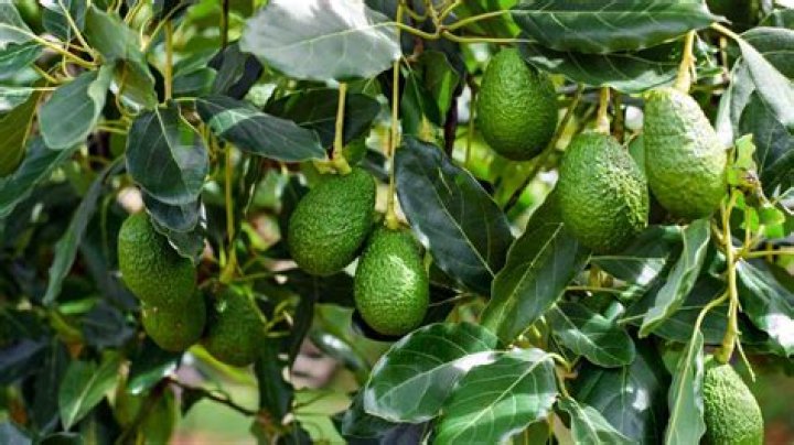 How do you take care of an avocado plant?