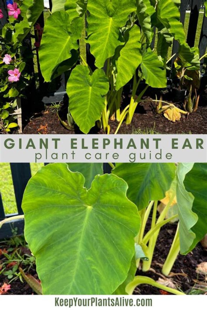 How do you take care of giant elephant ears?