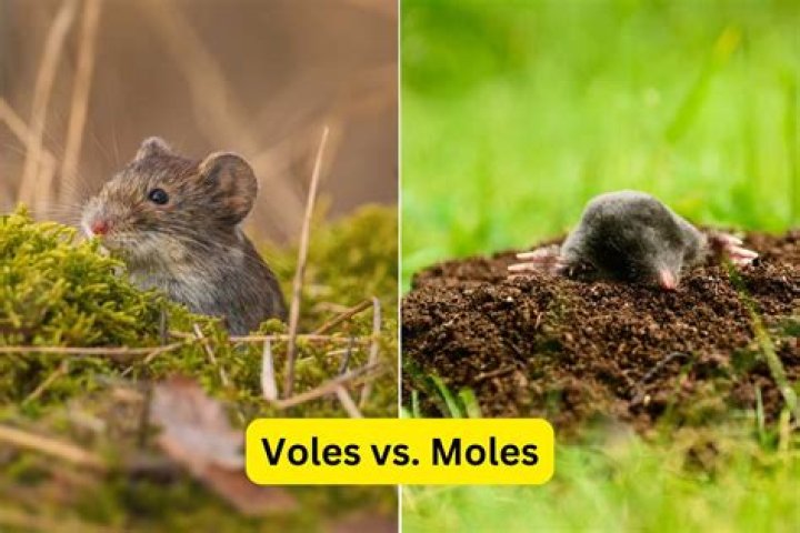 How do you tell if you have moles or voles?