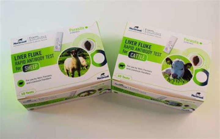How do you test for liver flukes?