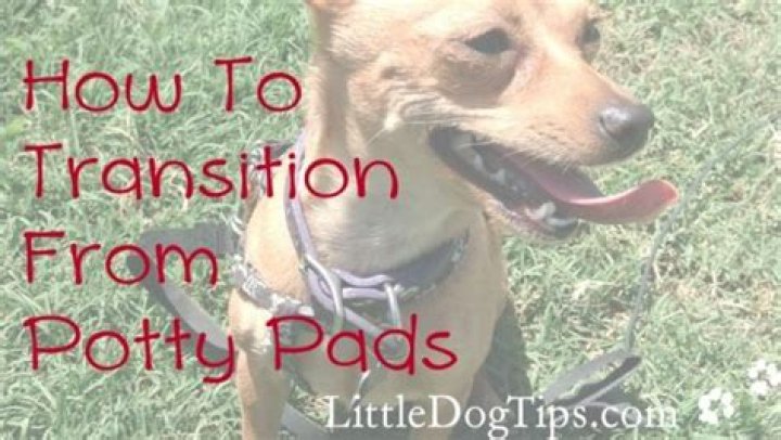 How do you transition a dog from potty pads to outside?