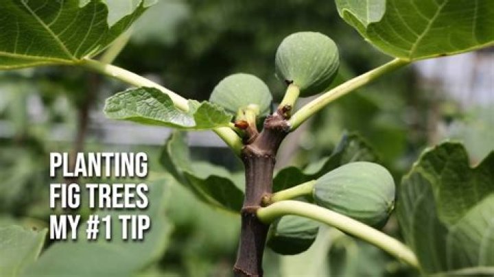 How do you transplant a fig tree in the fall?