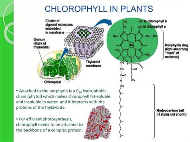 How do you use chlorophyll in a sentence?