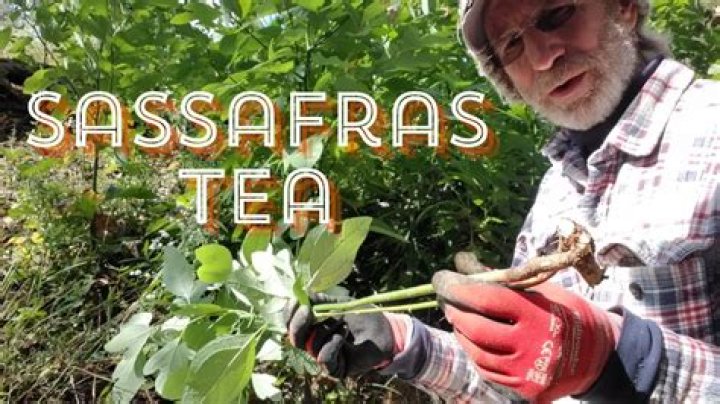 How do you use sassafras as a drug?