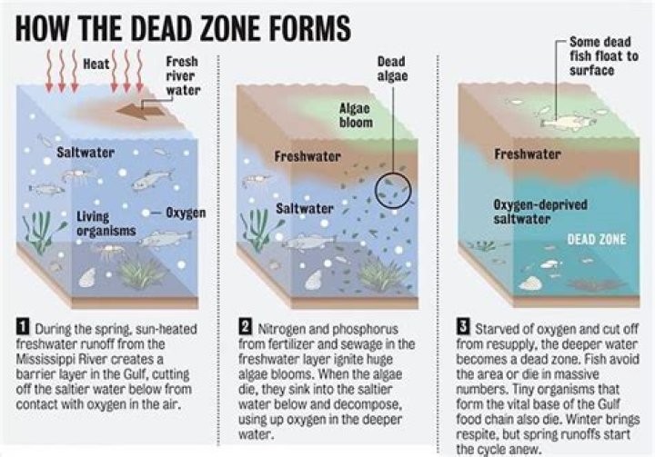 How does a dead zone form?