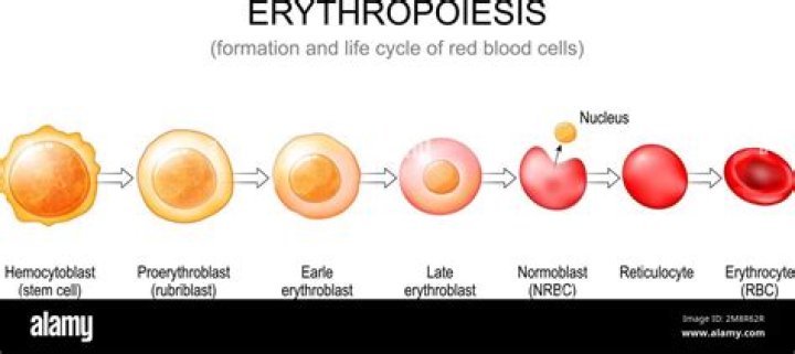 How does a reticulocyte differ from a mature erythrocyte?