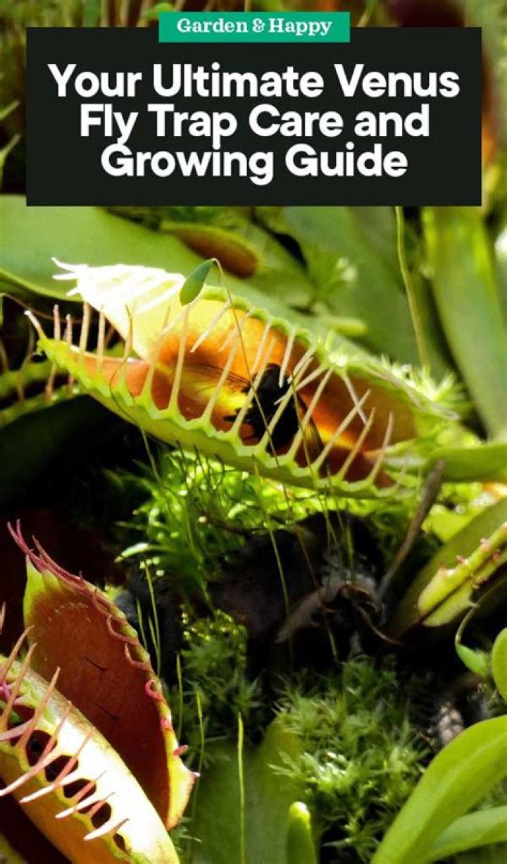 How does a Venus fly trap trap insects?