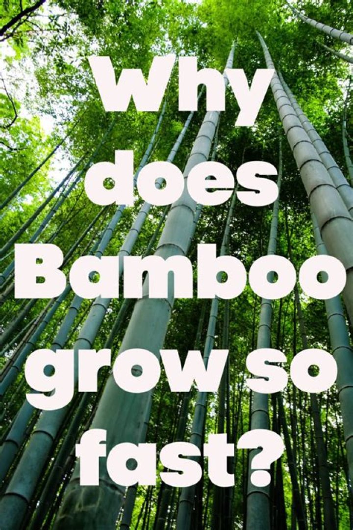 How does bamboo grow so fast?