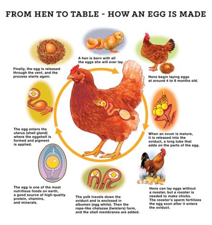 How does Napoleon get the hens to lay eggs for him to sell?