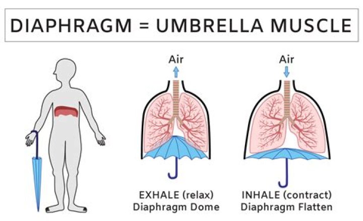 How does the diaphragm work?
