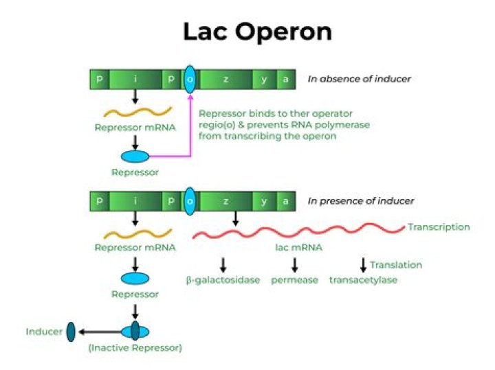 How does the lac operon work?