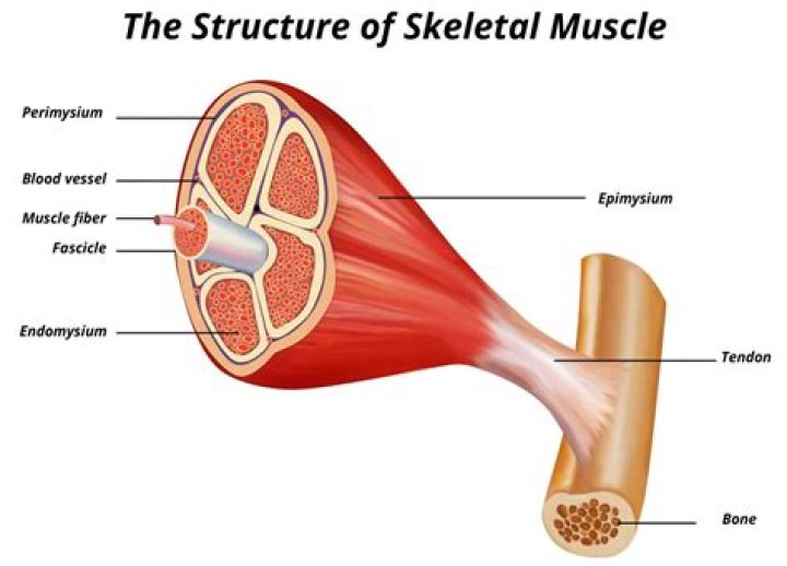 How does the structure of muscle tissue relate to the function?