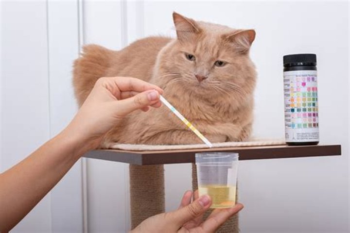 How does the vet get a urine sample from a cat?