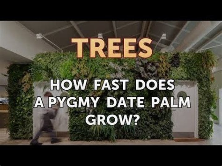 How fast does a pygmy date palm grow?