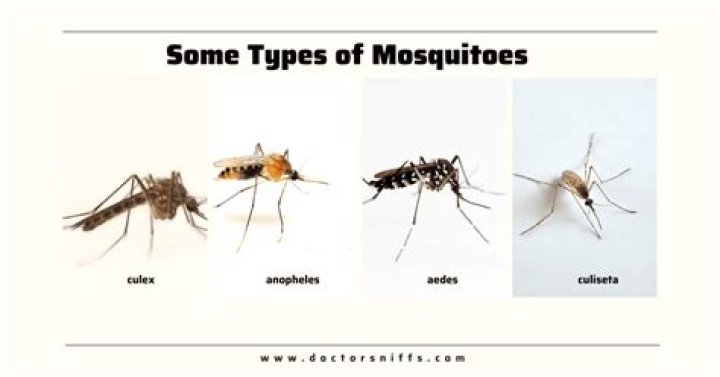 How high can mosquitoes fly in India?