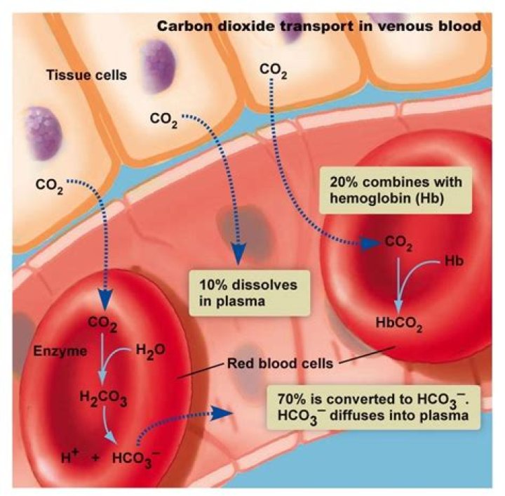 How is co2 transported blood?