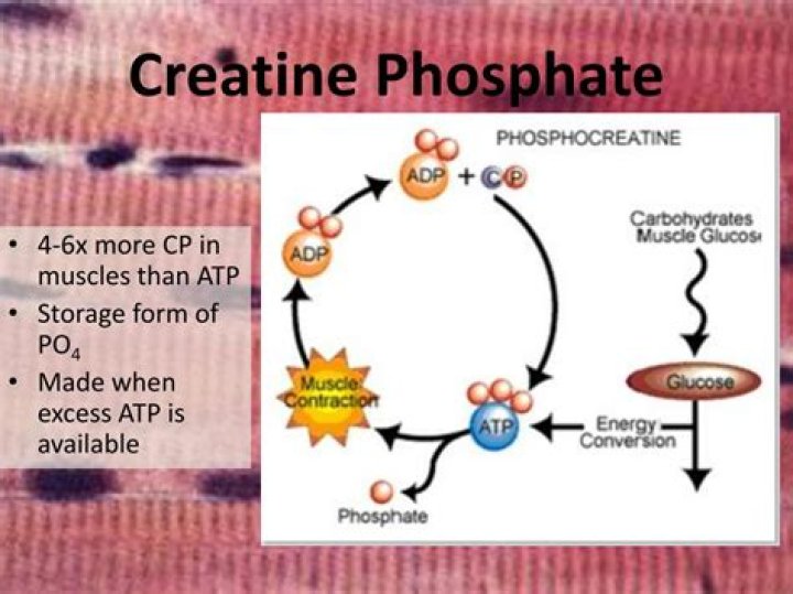 How is creatine phosphate used in the ATP CP energy system?