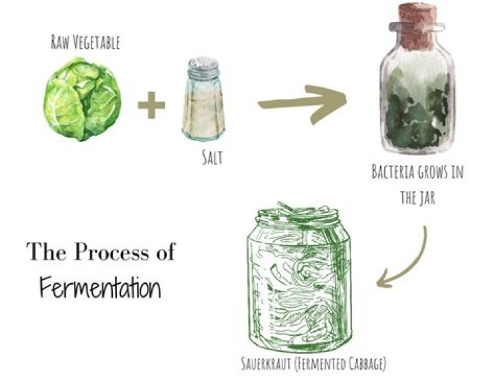 How is fermentation used in everyday life?