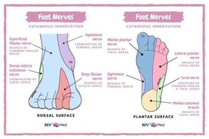 How long do foot nerves take to heal?