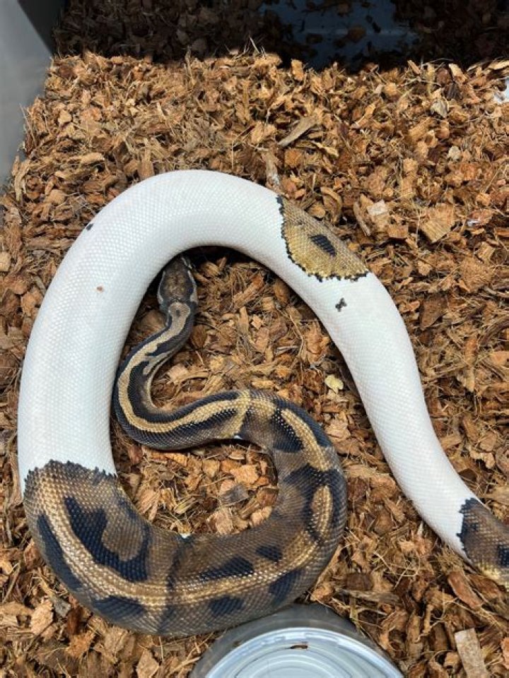 How long do piebald ball pythons live?