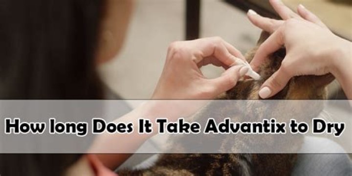 How long does Advantix take to dry?
