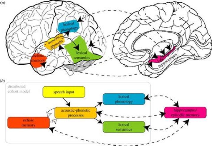How long does echoic memory last?