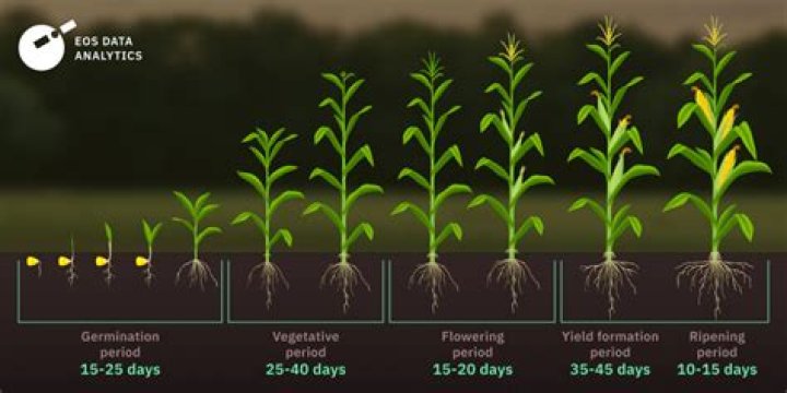 How long does it take for a sheep to grow?