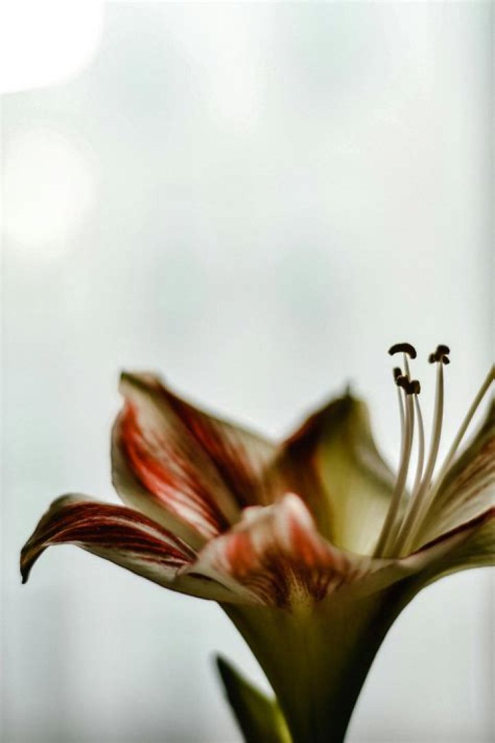 How long does it take for an amaryllis to bloom?