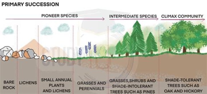 How long does pond succession take?