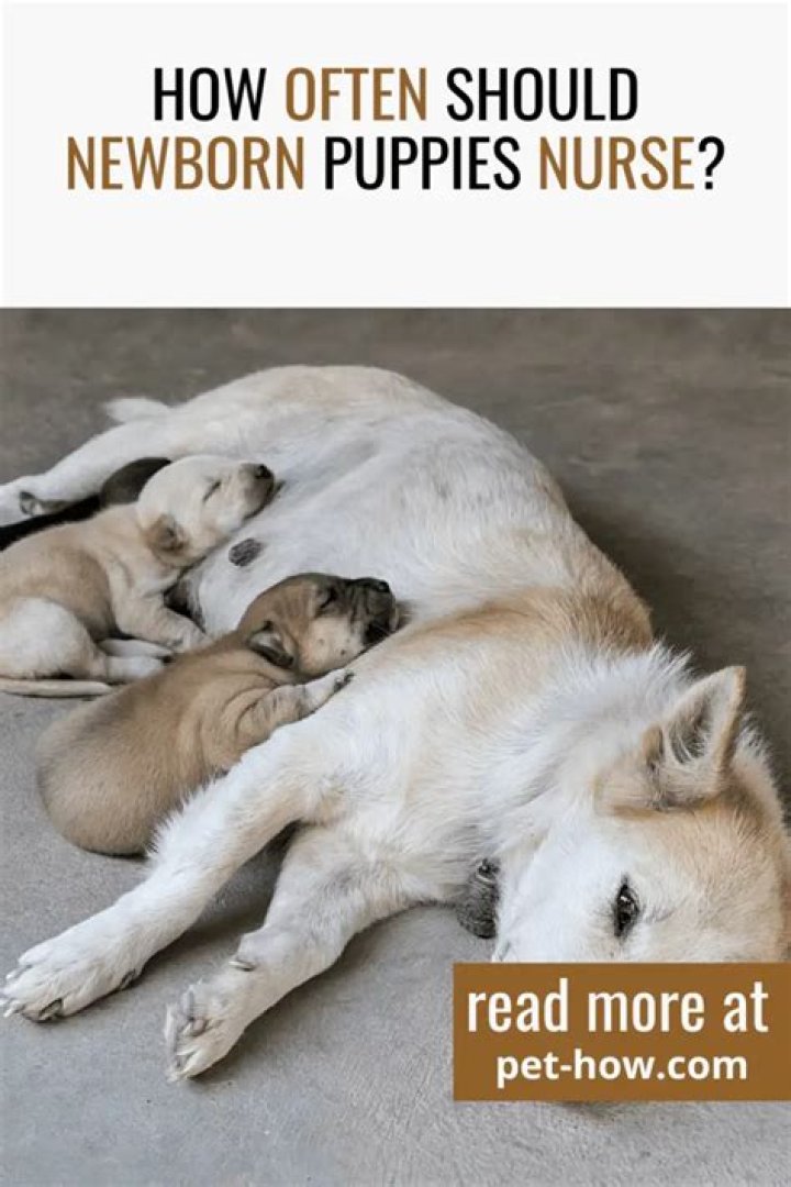 How long should newborn puppies nurse at a time?