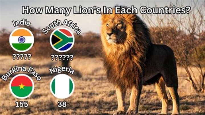 How many black lions are there in the world?
