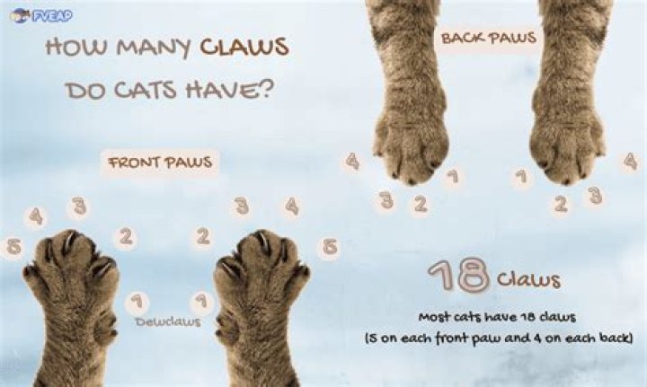 How many claws do cats have?