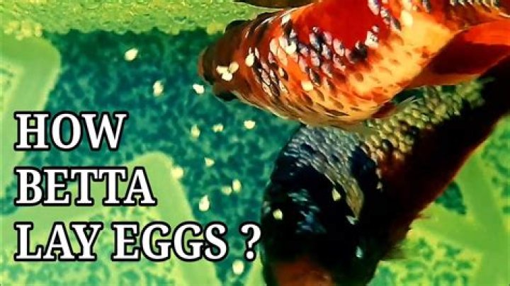How many days fish lay eggs?