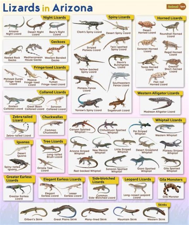 How many digits do lizards have?