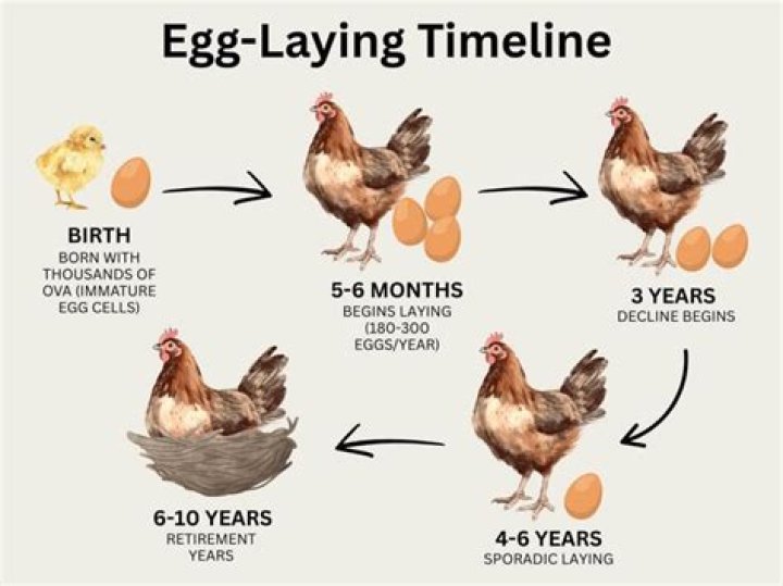 How many eggs do wild chickens lay?