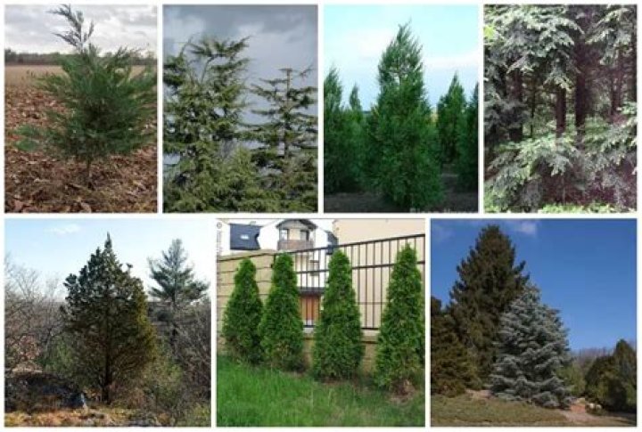 How many evergreen trees are in Washington?