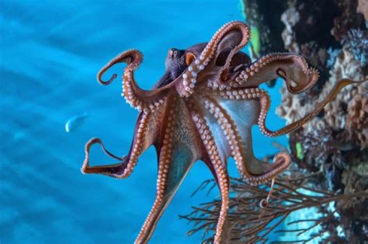 How many legs and arms does an octopus have?