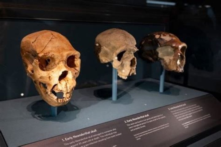 How many Neanderthal skeletons have been found?