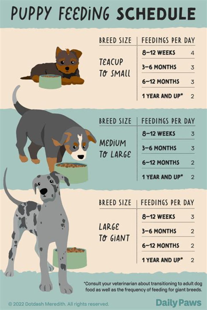 How many times does a puppy eat?