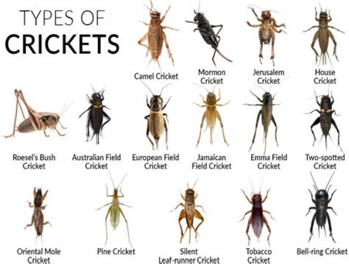 How many types of crickets are there?
