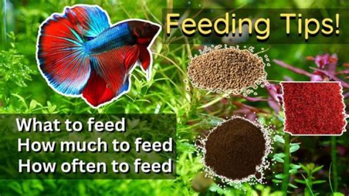 How much bio gold should I feed my betta?
