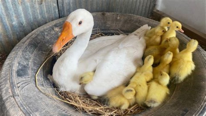 How much does a baby duck weigh?