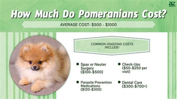 How much does a boo Pomeranian cost?