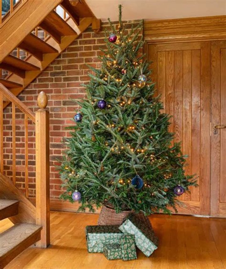 How much is a Fraser fir?