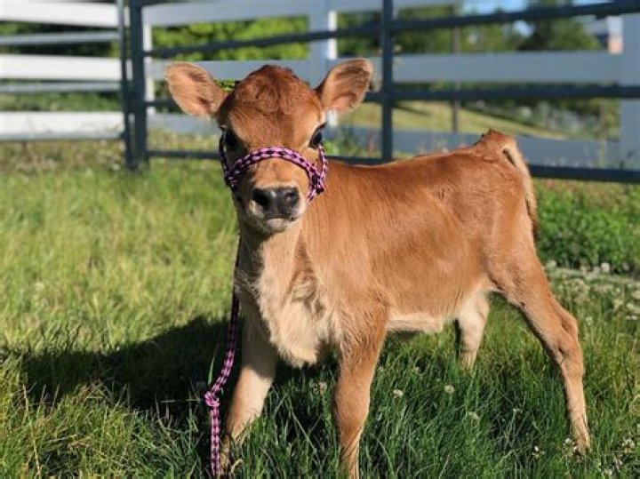 How much is a Jersey cow?