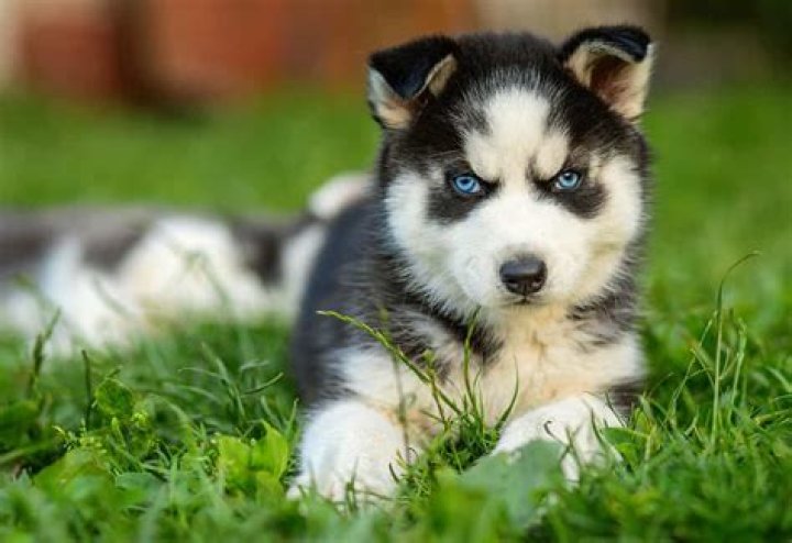 How much is a Siberian husky puppy?